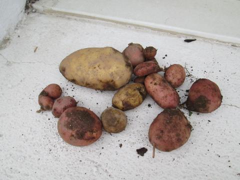 Colheita de batatas